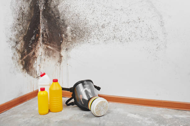 Best Commercial Mold Inspection  in USA